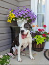 Cookie - Photo 4