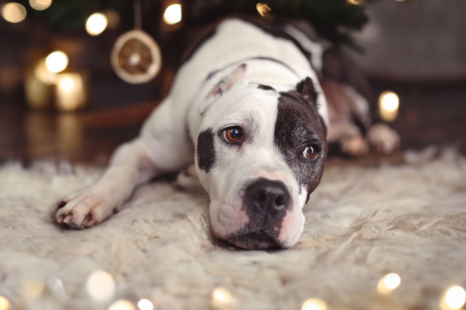 adoptable Dog in Landenberg, PA named Cookie