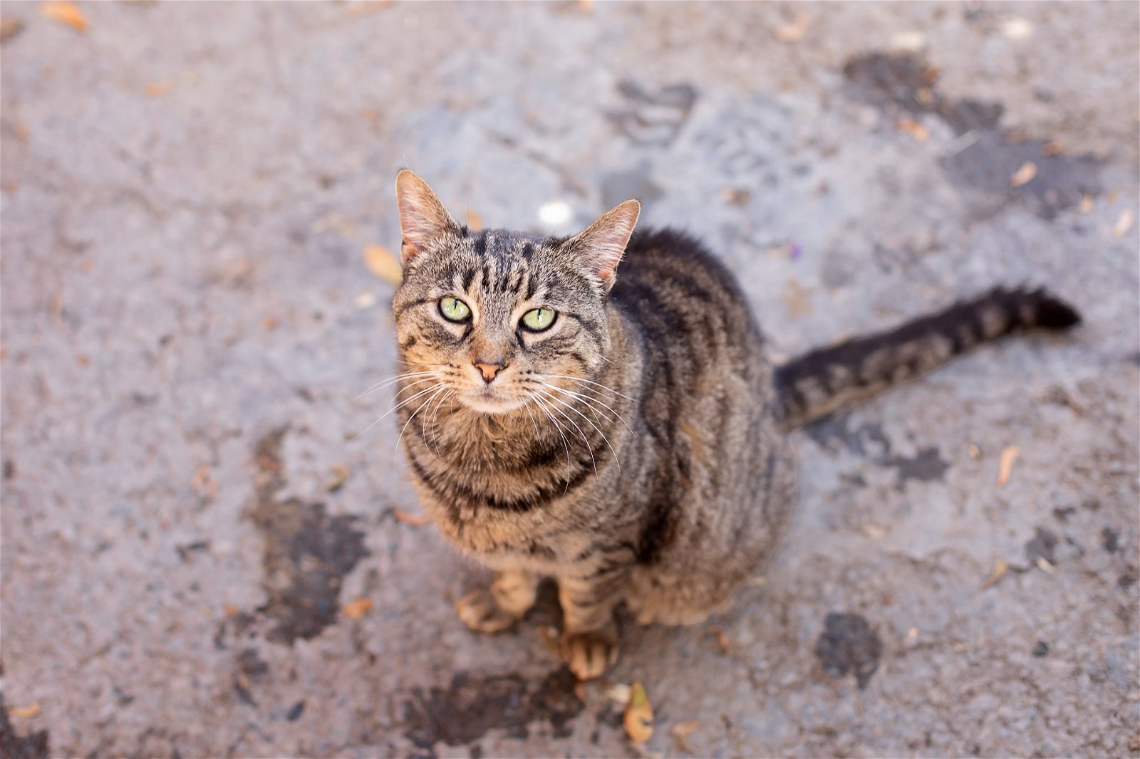 adoptable Cat in Landenberg, PA named Kelly