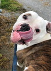 Daisy Mae - Photo 2