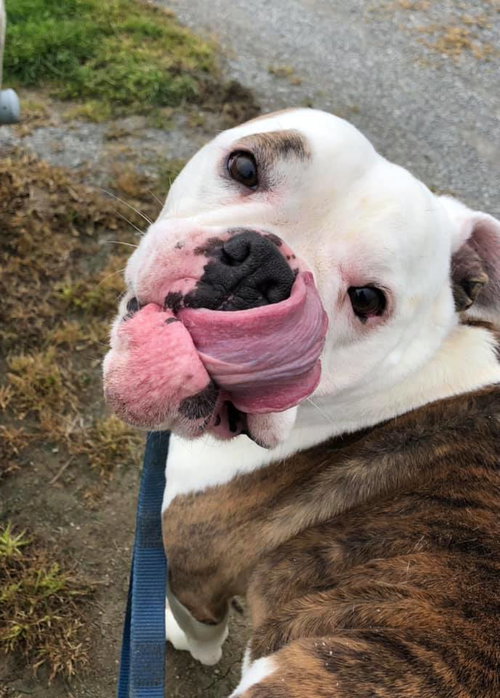 DAISY MAE - Bulldog available for adoption