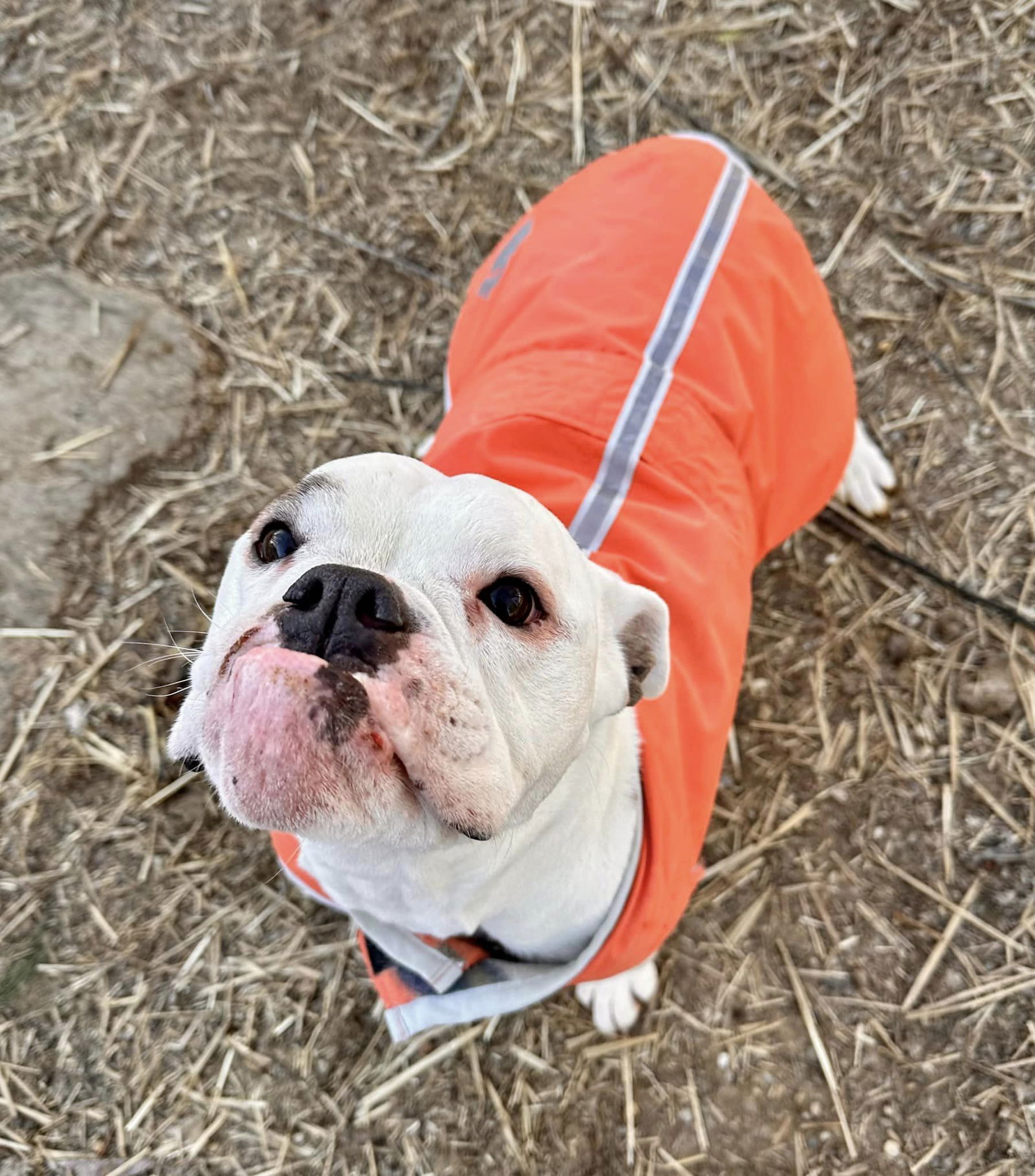 adoptable Dog in Landenberg, PA named Daisy Mae