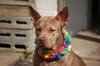 Coco - Photo 7