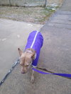 Coco - Photo 11