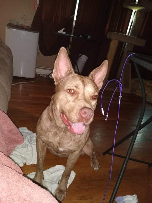 Photo 5 of Coco