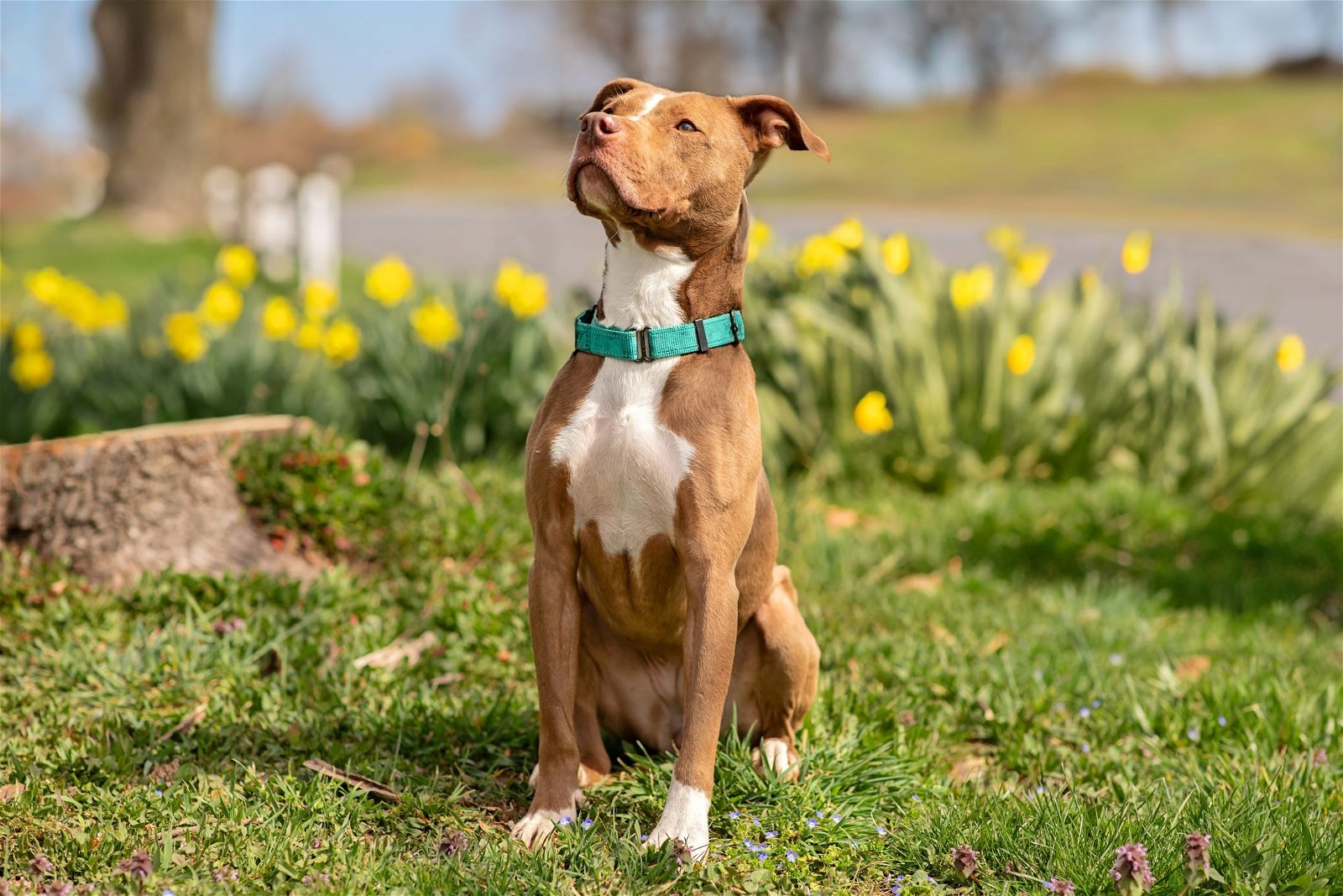 adoptable Dog in Landenberg, PA named Ireland