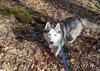 Skylar *foster needed* - Photo 14