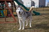 Skylar *foster needed* - Photo 12
