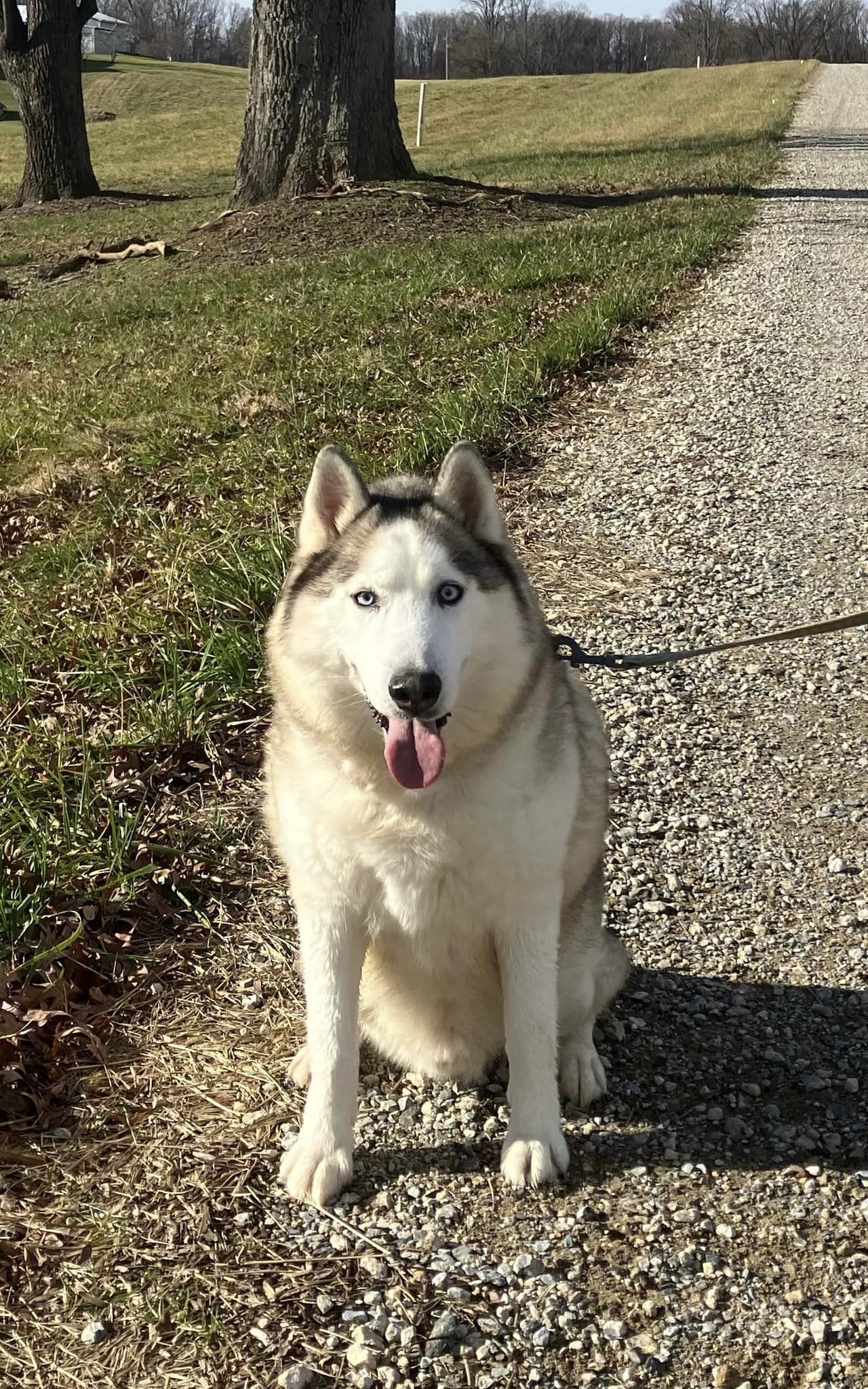 adoptable Dog in Landenberg, PA named Skylar *foster needed*