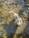 Skylar *foster needed* - Photo 2