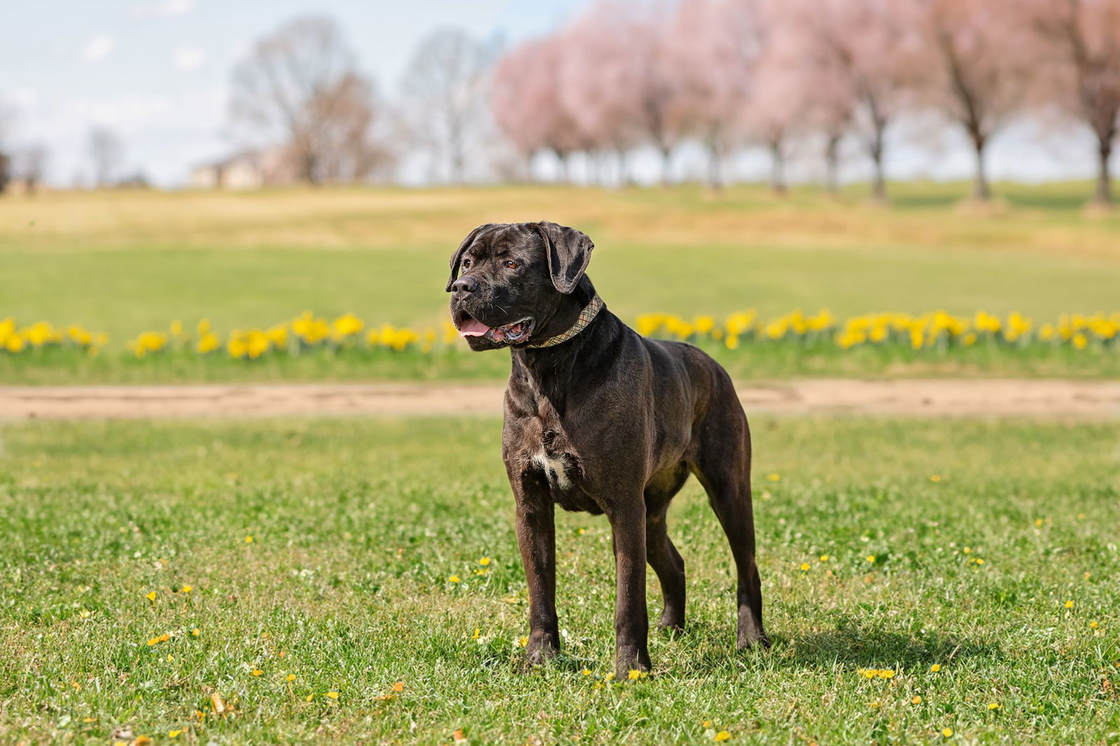 adoptable Dog in Landenberg, PA named Marvel