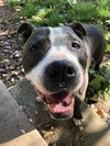 Rocky *foster needed* - Photo 2