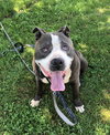 Rocky *foster needed* - Photo 3
