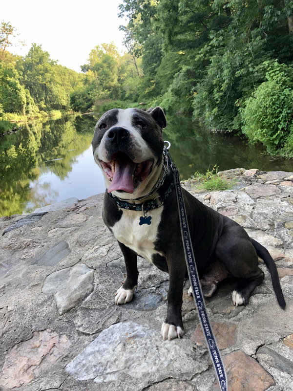 Rocky *foster needed*