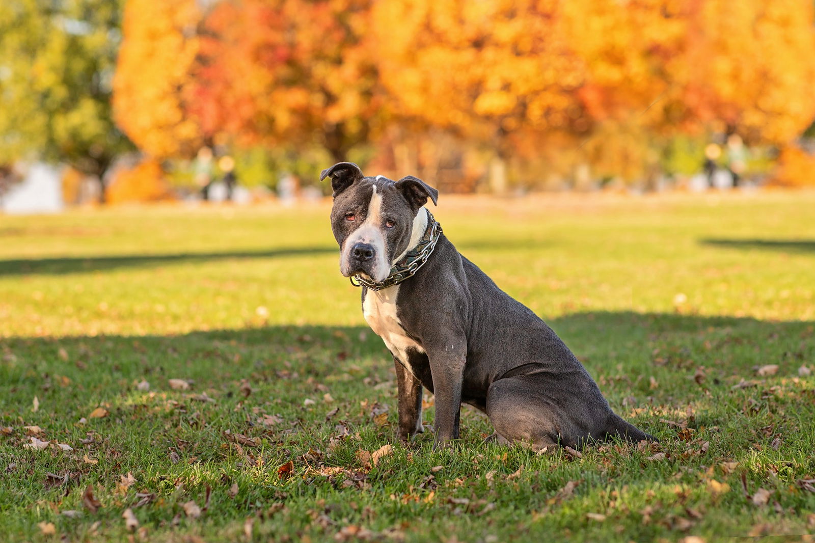 adoptable Dog in Landenberg, PA named Rocky *foster needed*