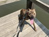 Bruno *foster needed* - Photo 7