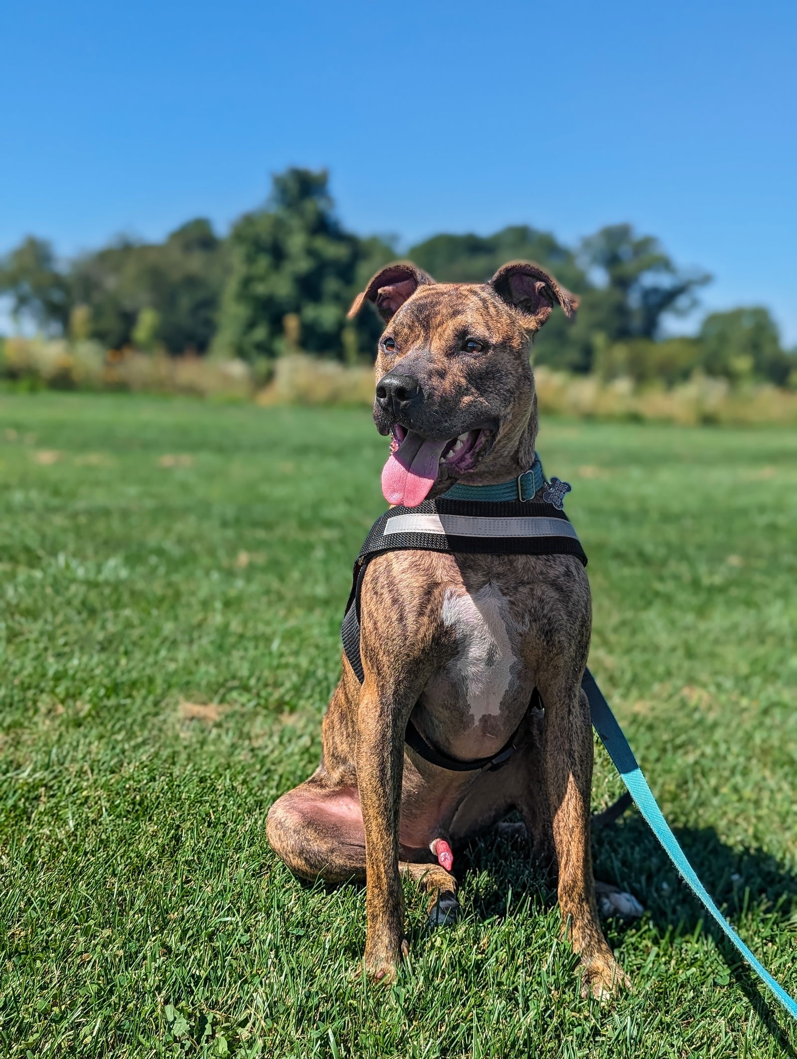 adoptable Dog in Landenberg, PA named Bruno *foster needed*