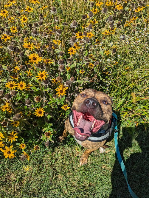 BRUNO *FOSTER NEEDED* - Pit Bull Terrier available for adoption