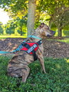 Bruno *foster needed* - Photo 4