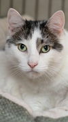 adoptable Cat in Landenberg, PA named Kittles