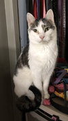 Kittles - Photo 2