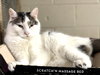 Kittles - Photo 3
