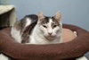 Kittles - Photo 4