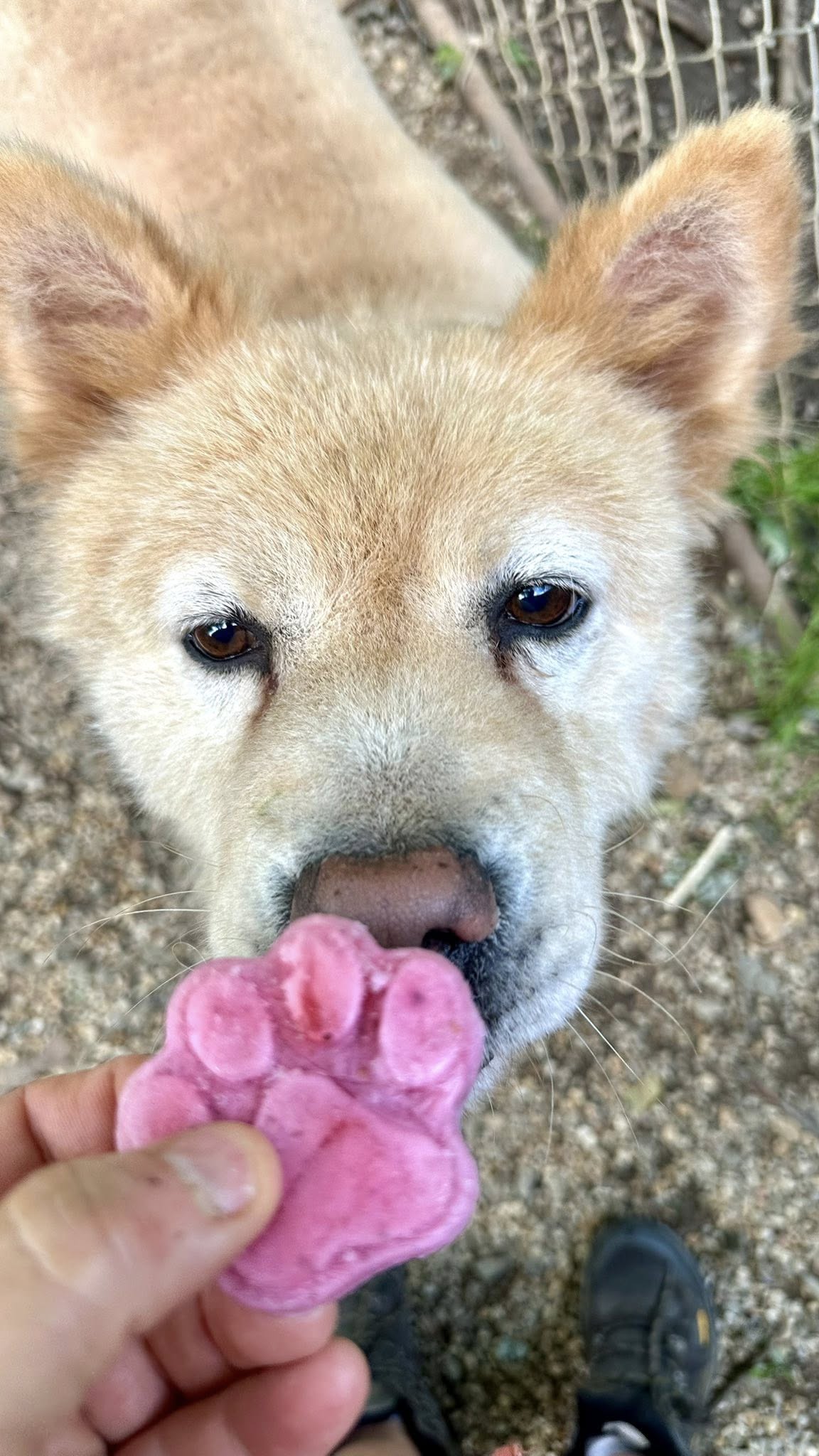 adoptable Dog in Landenberg, PA named Tyron