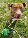 Missy - Photo 4