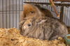 adoptable Rabbit in landenberg, PA named Flopsy & Mopsy