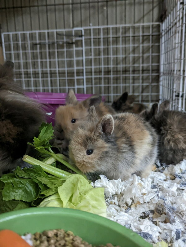Flopsy & Mopsy
