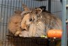 adoptable Rabbit in  named Benjamin, Flopsy & Mopsy