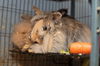 adoptable Rabbit in  named Flopsy & Mopsy