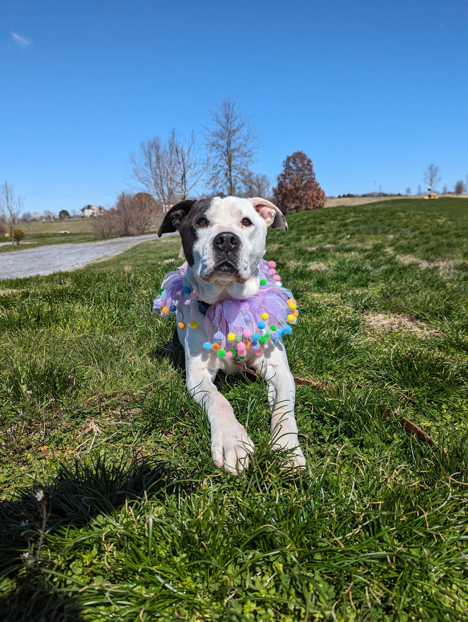 adoptable Dog in Landenberg, PA named Petey