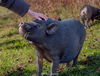 adoptable Pig in  named Kermit & Miss Piggy