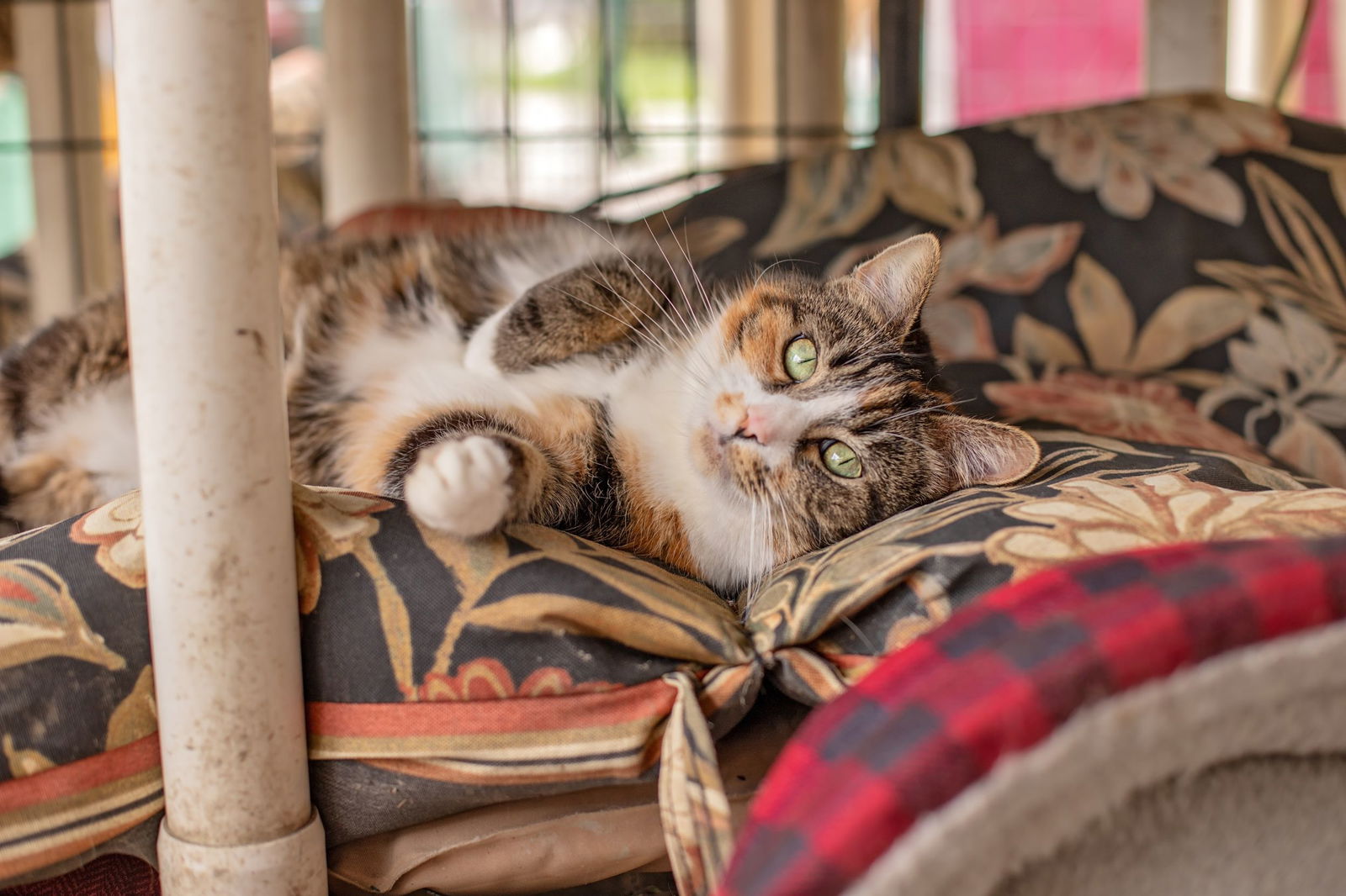 adoptable Cat in Landenberg, PA named Rue