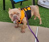 McNugget - Photo 4
