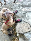 McNugget - Photo 2