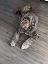 adoptable Dog in landenberg, PA named Carson