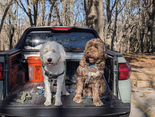 CARSON - Portuguese Water Dog available for adoption
