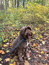 Carson - Photo 5