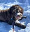 Carson - Photo 4