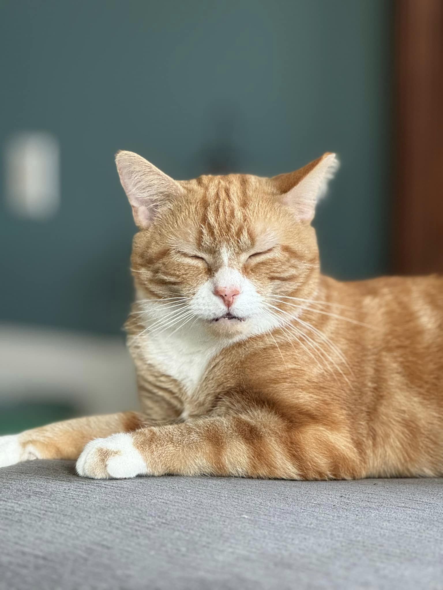 adoptable Cat in Landenberg, PA named Dorito