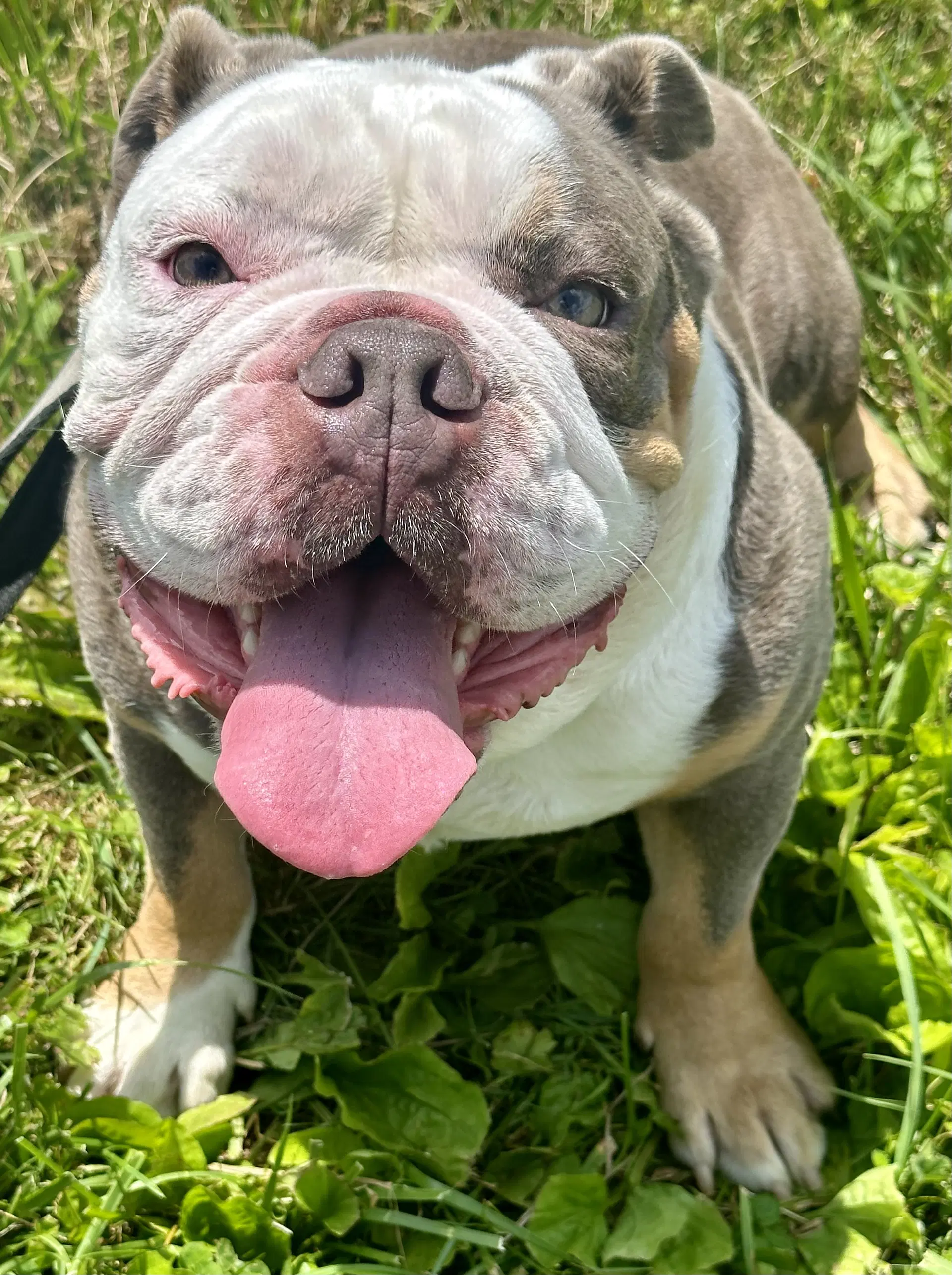 Cody - English Bulldog