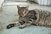 Wesson - Photo 1