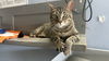 adoptable Cat in  named Smith & Wesson