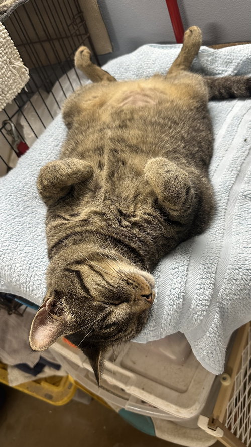 WESSON - Domestic Short Hair / Tabby available for adoption