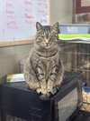 Wesson - Photo 3