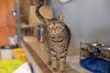 Wesson - Photo 8