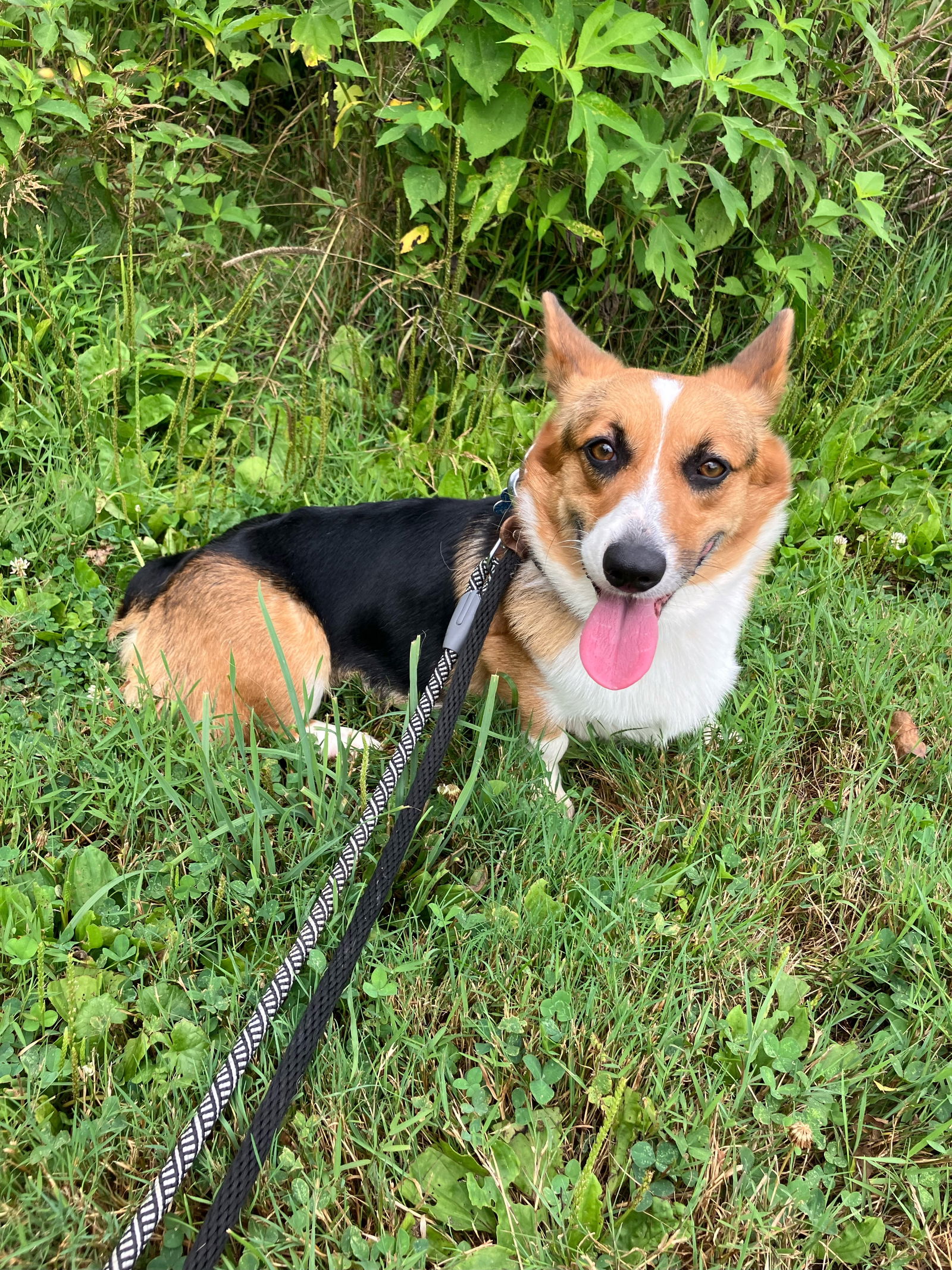 adoptable Dog in Landenberg, PA named Twila